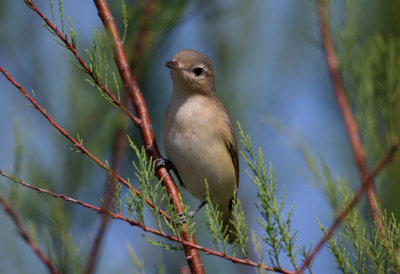 Warbling Vireo