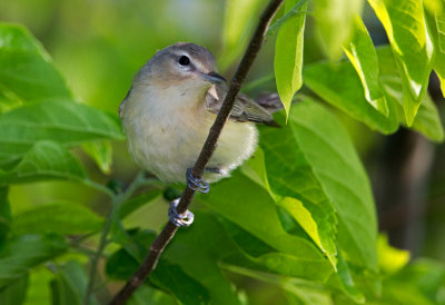 Warbling Vireo