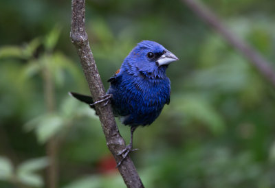 Blue Grosbeak