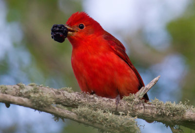 Tanagers and Orioles
