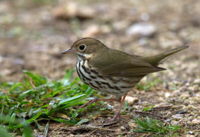 Ovenbird