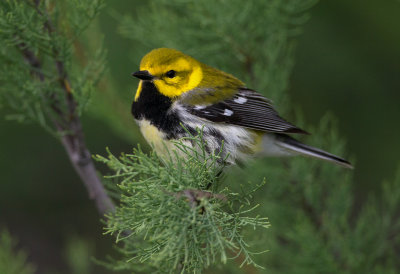 Black Throated Green Warbler