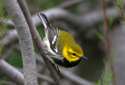 Black Throated Green Warbler