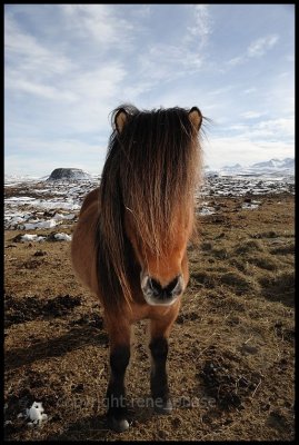 iceland 