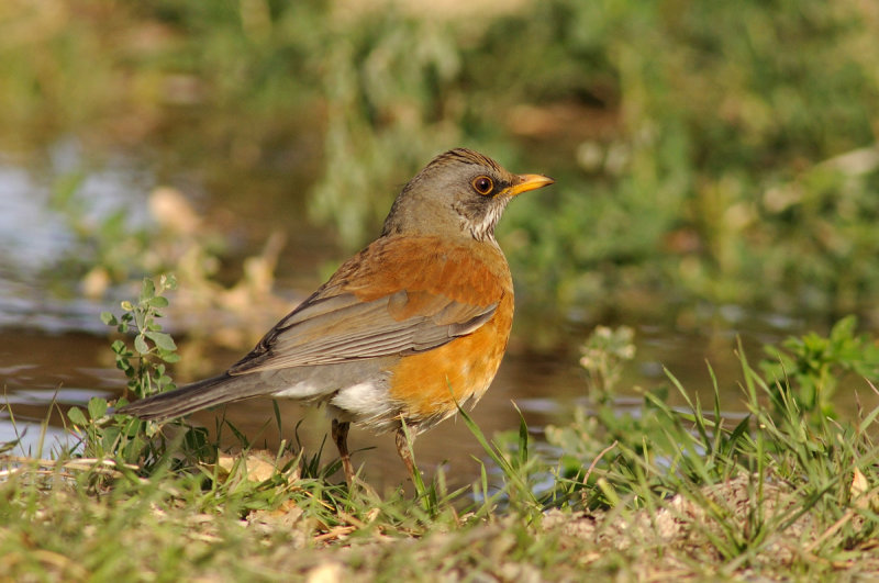 Rufous-backed Robin