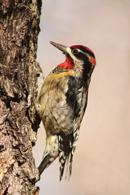 Red-naped Sapsucker