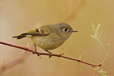 Ruby-crowned Kinglet