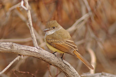 Dusky-capped Flycatcher