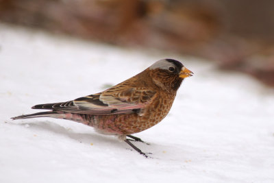 Gray-crowned Rosy-Finch