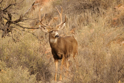 Mule Deer