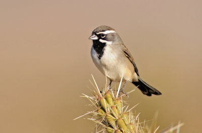 Black-throated Sparrow