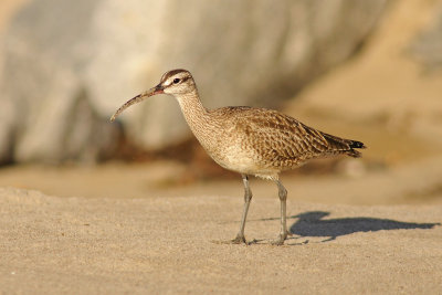 Whimbrel