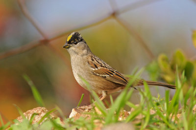 Golden-crowned Sparrow 