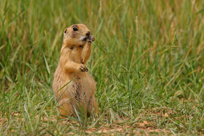 Utah Prairie Dog