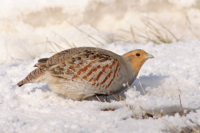 Gray Partridge