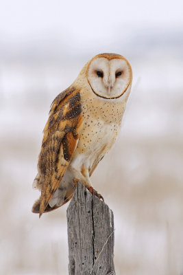 Barn Owl