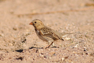 Harriss Sparrow