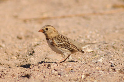 Harris's Sparrow