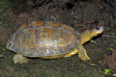 Furrowed Wood Turtle