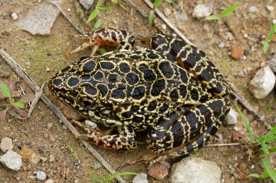Northern Crawfish Frog