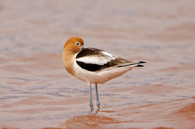 American Avocet