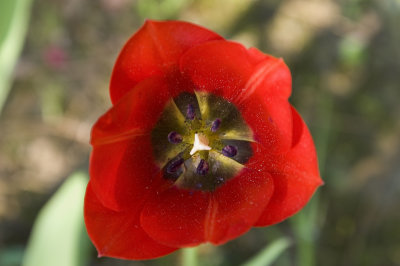 Tulipe