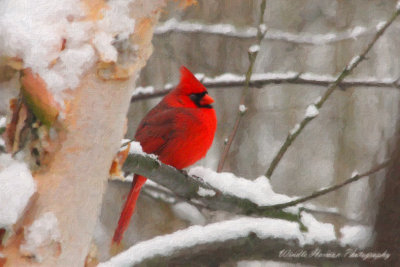 birds