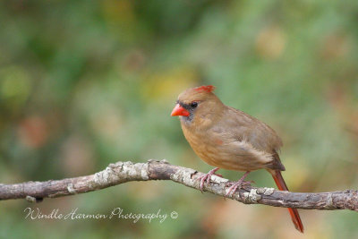 _MG_9572Female Northern Cardinal copy.jpg