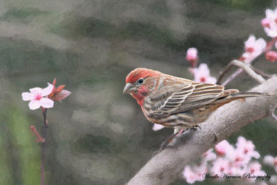 2038  House Finch (Carpodacus mexicanus) copy.jpg