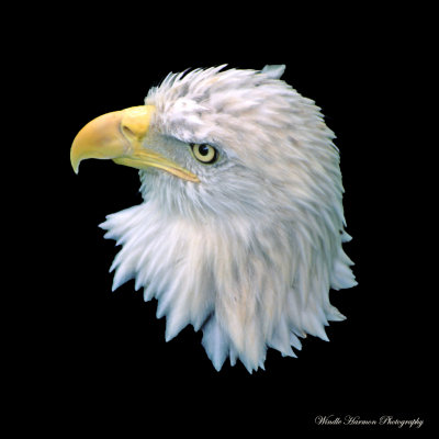 eagle   1.jpg