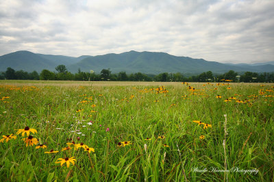 _MG_6252Wildflowers in Cades Cove.jpg