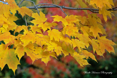 Colors of Autumn - Warren Vermont.jpg