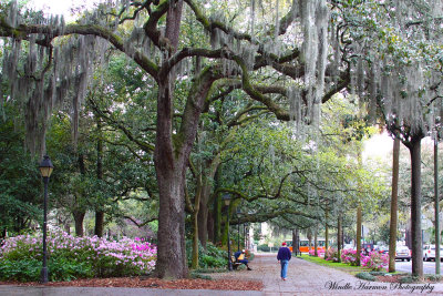 3559 Savannah.JPG