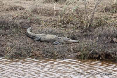 3484Savannah Nat. Wildlife refuge.jpg