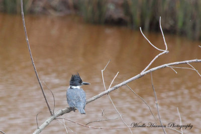 3514Savannah Nat. Wildlife Refuge.JPG