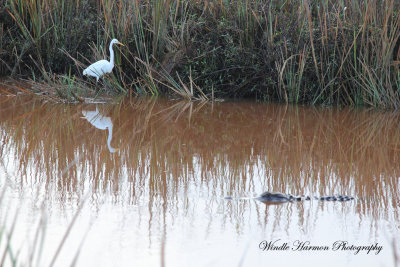 3910Savannah Nat Wildlife ref.jpg