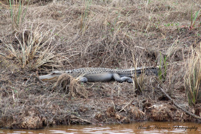 IMG_3510Savannah Nat. Wildlife Refuge.JPG