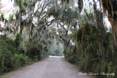 3872  Savannah Nat. Wildlife Refuge.JPG