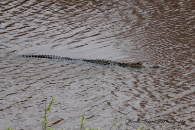 IMG_3513Savannah Nat. Wildlife Refuge.JPG