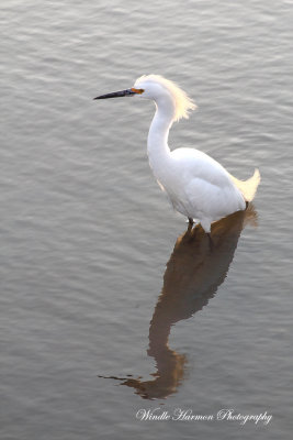 IMG_3785Savannah Nat. Wildlife Refuge.JPG