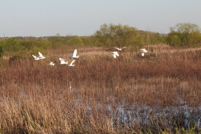IMG_4135Savannah Nat. Wildlife Refuge.JPG