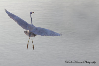 IMG_3792Savannah Nat. Wildlife Refuge.JPG