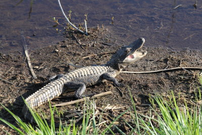 IMG_4117Savannah Nat. Wildlife Refuge.JPG
