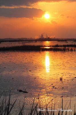 3823Savannah Nat. Wildlife Refuge.JPG