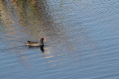 IMG_4103Savannah Nat. Wildlife Refuge.JPG