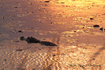 3822 Savannah Nat. Wildlife Refuge.jpg