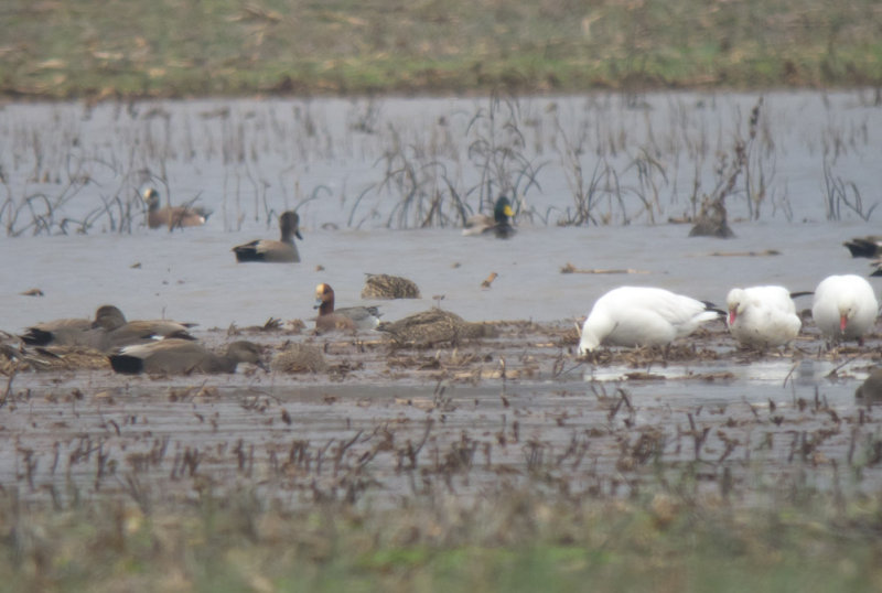 Eurasian Wigeon & Rosss Geese