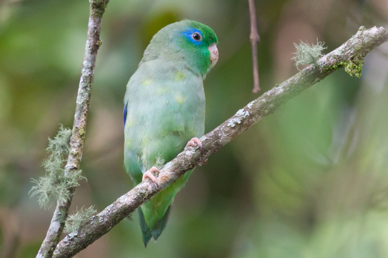 Spectacled Parrotlet