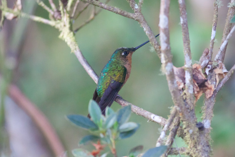 White-tailed Starftontlet