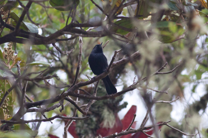 Black Flowerpiercer